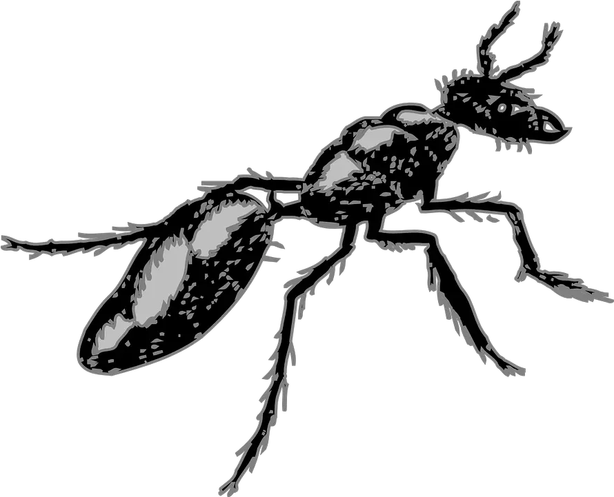 Legs Clipart Ant Segmented Body Insect Png Download Insects With Segmented Bodies Ants Png