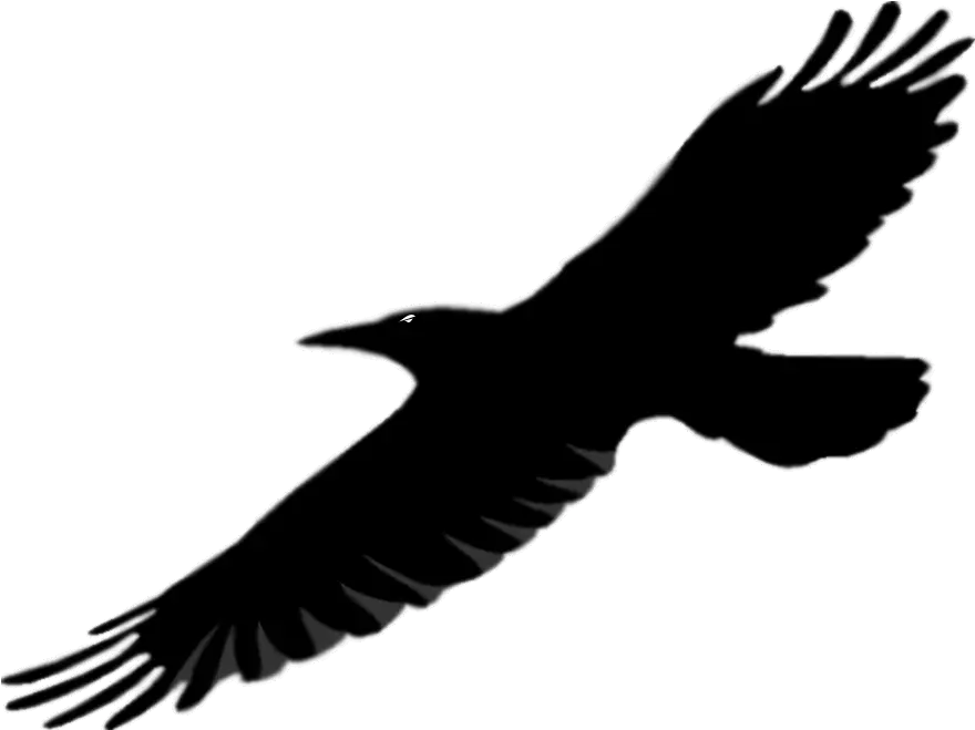 Library Of Flying Raven Picture Royalty Free Download Png Bird Wings Raven Silhouette Png