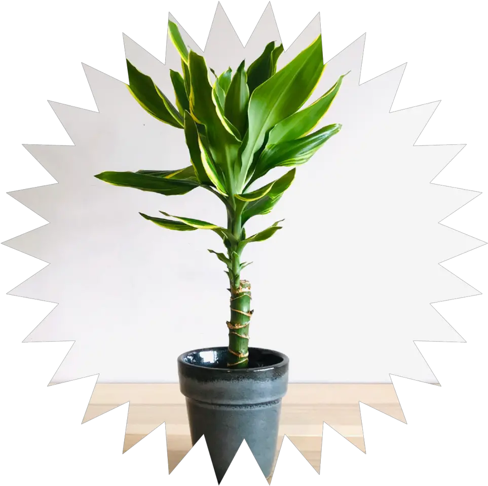 Care U2014 Potty Mouth Decorate Lucky Bamboo Plant Png Corn Plant Png