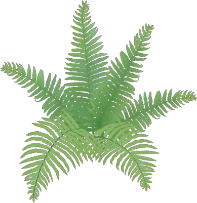 For Computer Jake Sampson Hd Backgrounds Fern Easy To Draw Ferns Png Fern Png