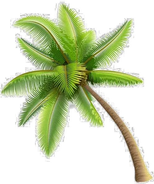 Clip Art Transparent Transparent Background Coconut Tree Png Palm Tree Clip Art Png