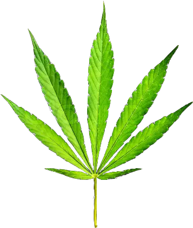 18 Weed Plant Psd Images Marijuana Png Leaf Transparent