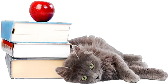 Kitten Cat With Books Transparent Png Kitten Transparent