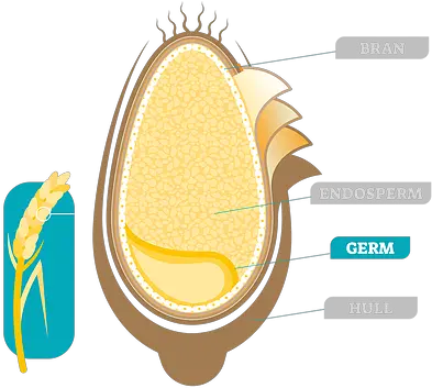 Wheat Germ Facts Viobin Graphic Design Png Wheat Logo