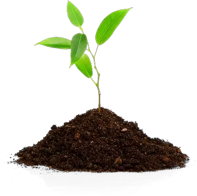 Download Hd So Neither The One Who Plants Nor Planting Trees Transparent Background Png Plants Transparent Background