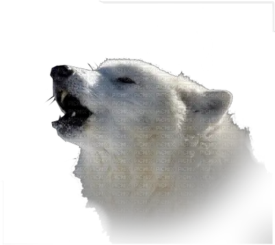 Download Hd Loup Blanc White Wolf White Wolf Png White Wolf Png
