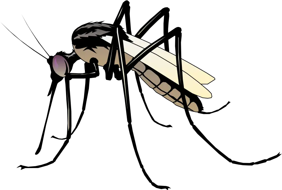 Insect 06 Free Vector 4vector Clip Art Mosquito Png Mosquito Clipart Mosquito Png