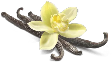 Vanilla Flower Closeup Transparent Png Vanilla Bean Flower Png Vanilla Bean Png