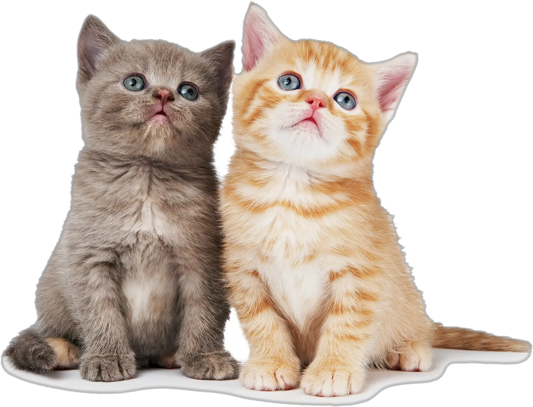 Png Sector Download Two Cats Image 853183 Png Images Transparent Background Cat Png Cats Transparent Background