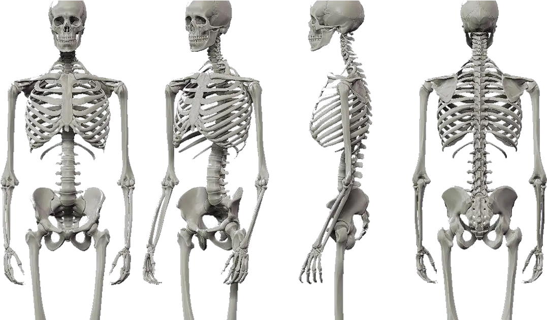 The Helpful Art Teacher Create Your Own U0027skeleton Dance Figura Humana Esqueleto Png Dancing Skeleton Png