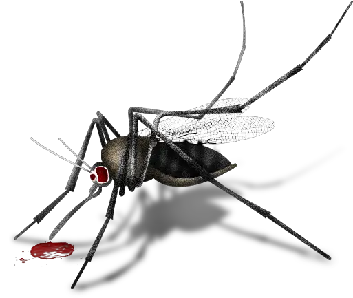 Mosquito Icon Parasitism Png Mosquito Icon