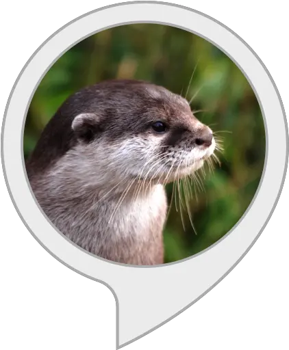 Amazoncom Otter Facts Alexa Skills Cute Otter Png Otter Png