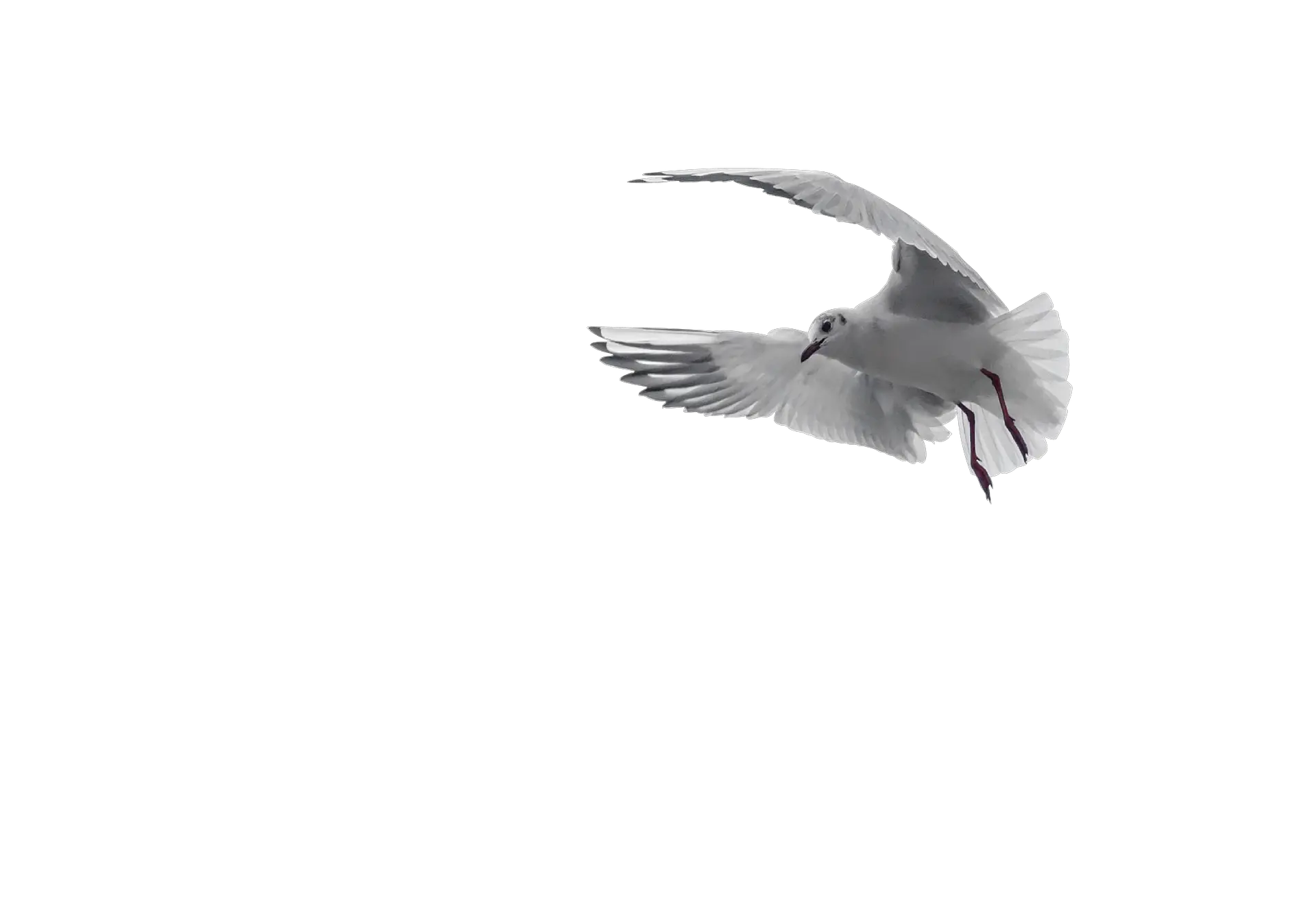 Holy Spirit Png Download Free Clip Art Holy Spirit And Evangelism Holy Spirit Png