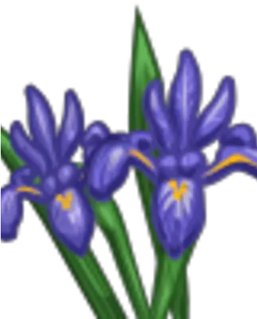 Iris Farmville Wiki Fandom Northern Blue Flag Png Iris Flower Png