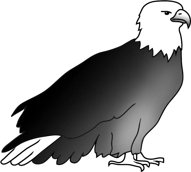 Bald Eagle Drawings Bald Eagle Png Bald Eagle Png