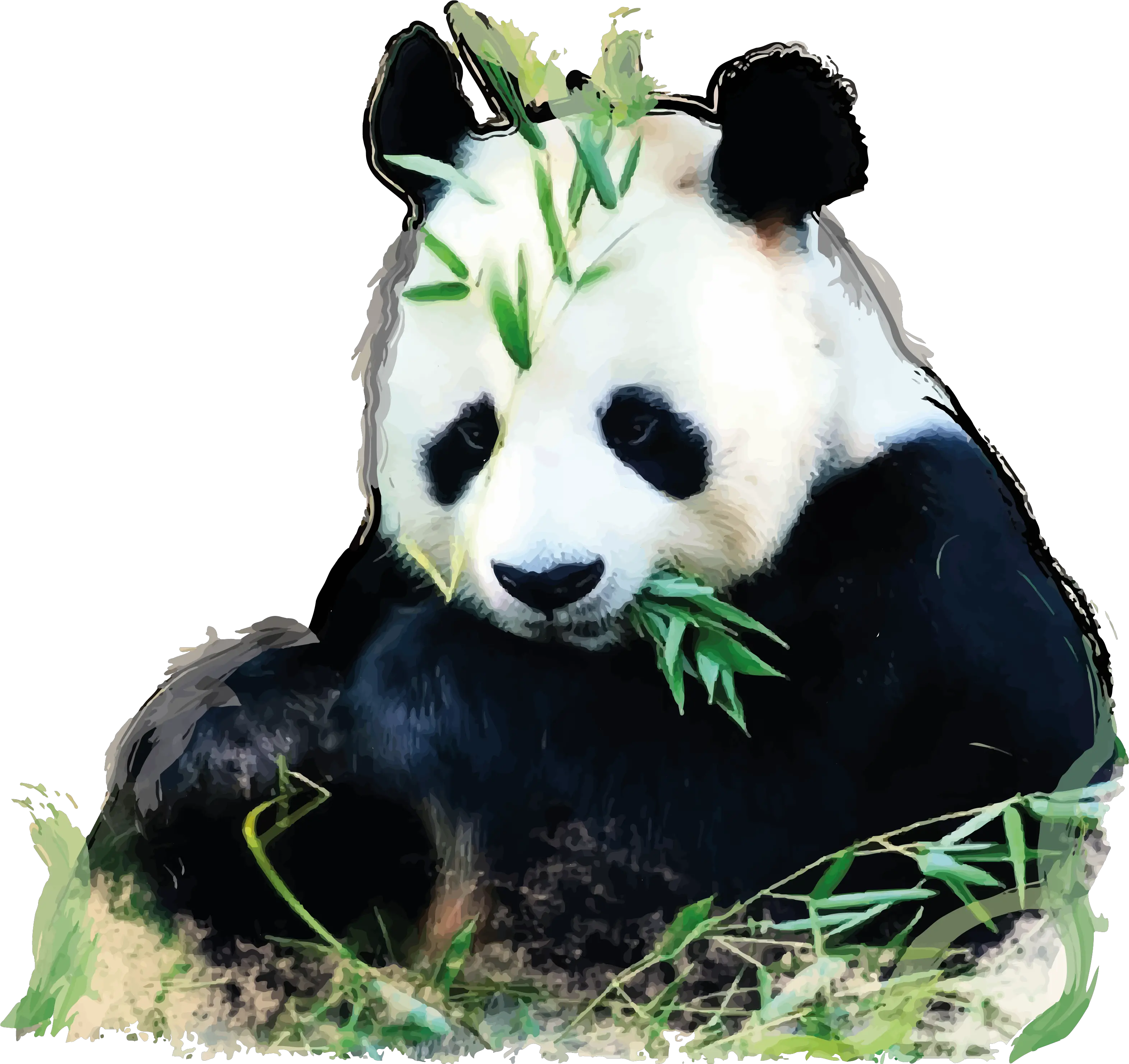 Giant Panda China Oso Glogster Edu China Panda Png Imge Panda Eyes Logo