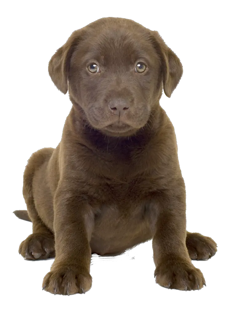 Dog Bone Clipart Png