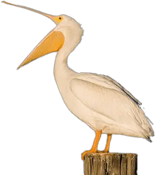 Download Brown Pelican Transparent Png American White Pelican Pelican Png
