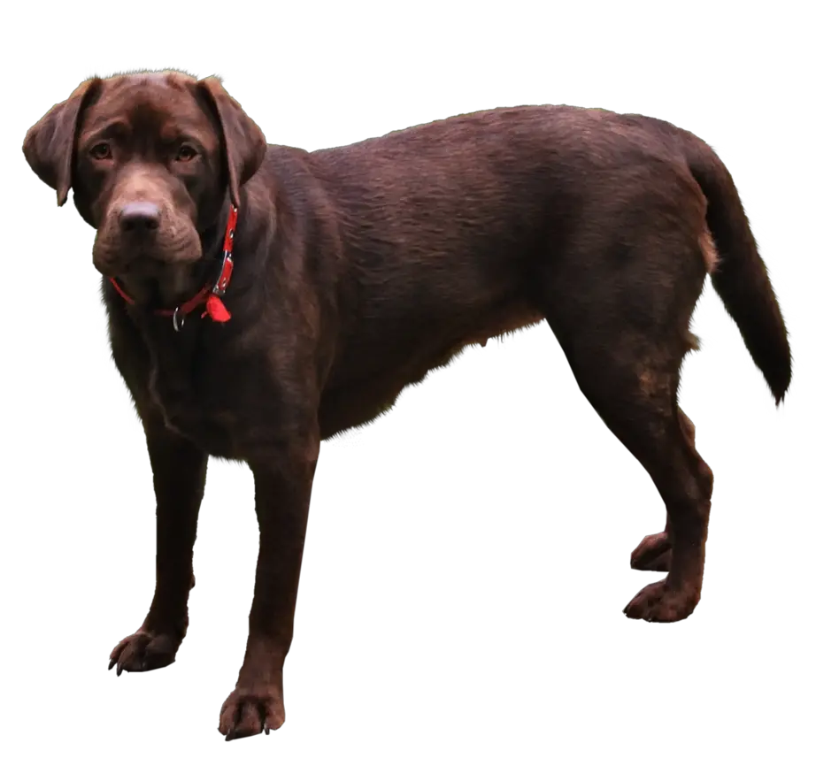 Dog Animated Png