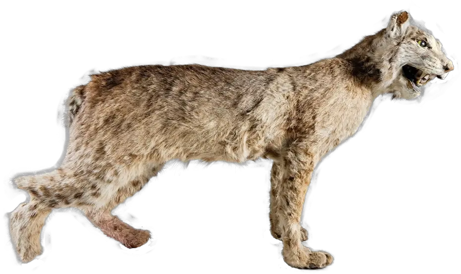 Full Body Bobcat Damaged Hind Foot U2014 1 9 2 4 U S Squitten Png Bobcat Png