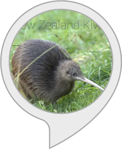 Amazoncom Kiwi Facts Alexa Skills Kiwi Png Kiwi Bird Png