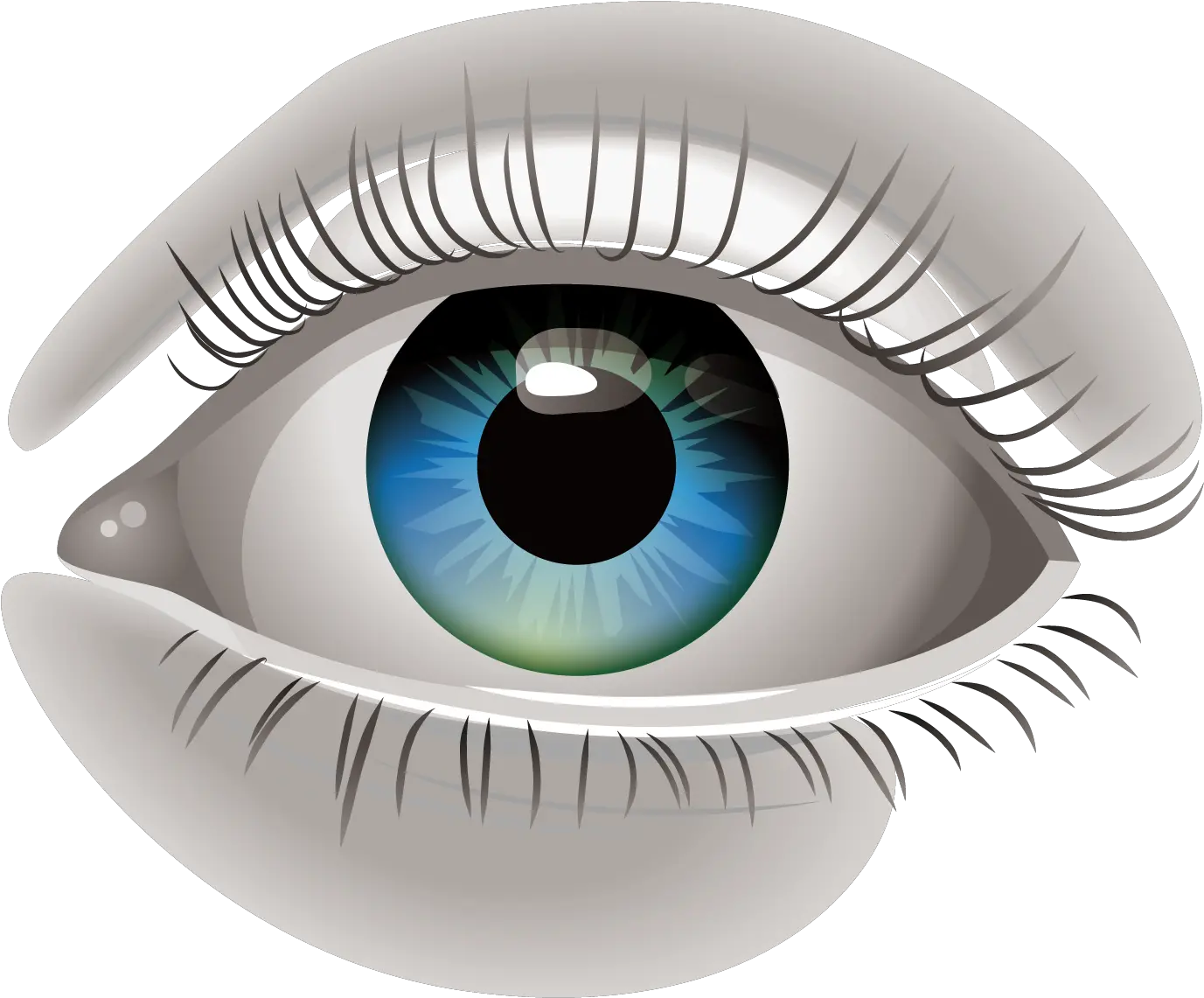 Download Human Eye Euclidean Vector Clip Art Ojo Humano Vector Eye Png Human Eye Png