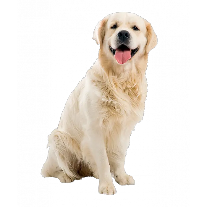 Dog Accessories Png