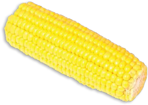 Corn Corn Kernels Png Corn On The Cob Png