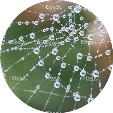 Cobweb Coveredindew Whs Do Spiders Make Their Web Png Cobweb Png