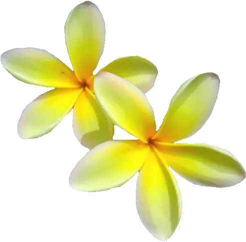 Free Hawaiian Plumeria Flower Photo Isolated Download Frangipani Png Plumeria Flower Png