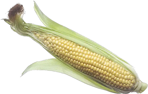 Download Free Png Corn Cob Image Corn On The Cob Raw Corn Cob Png