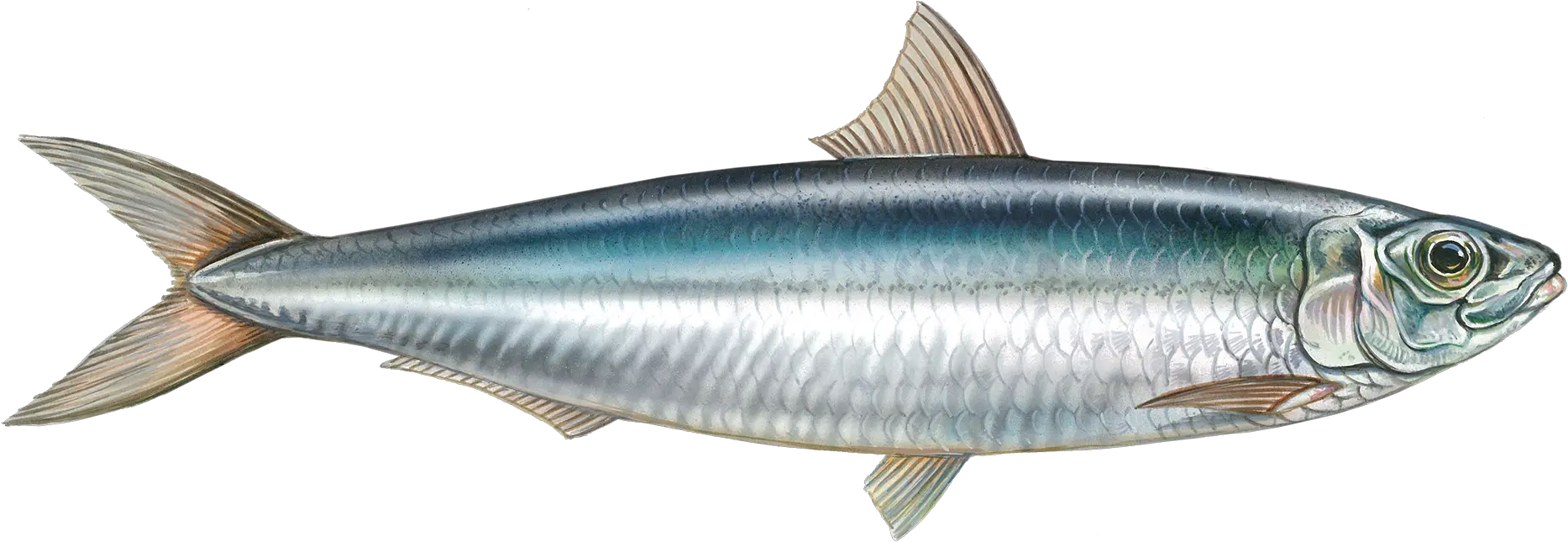 About Our Frozen Fish Products Supplier For Africa Asia Transparent Sardine Fish Png Bass Fish Png