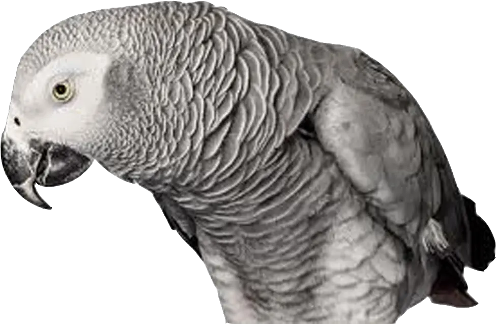 Game Download Pk Grey Parrotu0027s Png Images Andrew Zuckerman Parrot Png