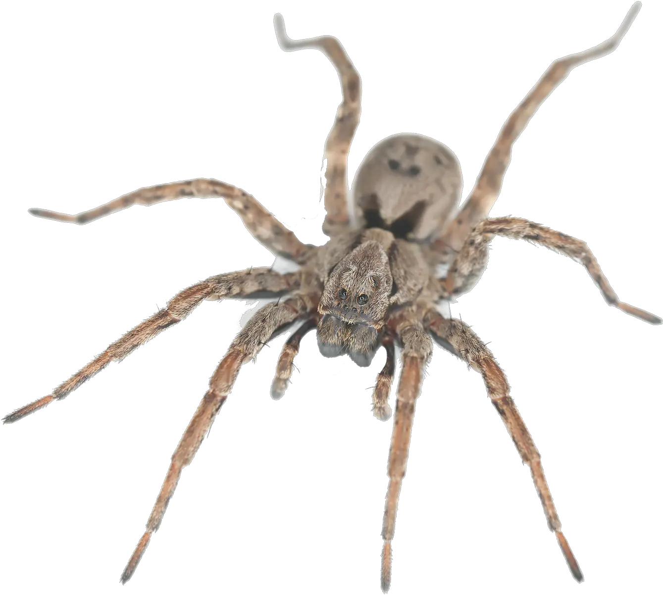 Download Wolf Spider House Spiders Full Size Png Image Spiders Png Spider Transparent