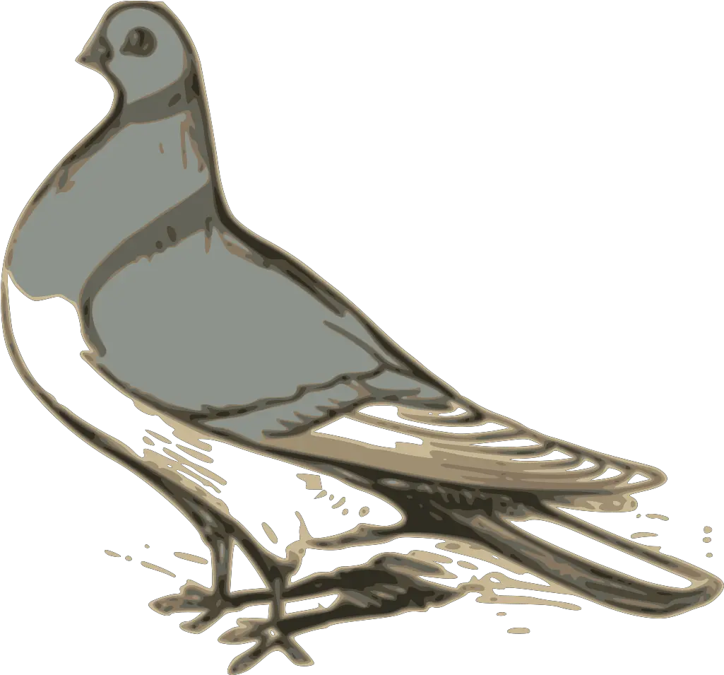 Pigeon Png Svg Clip Art For Web Download Clip Art Png Burung Clip Art Pigeon Png