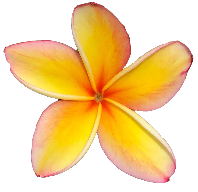 Plumeria Flower Png Frangipani Plumeria Flower Png