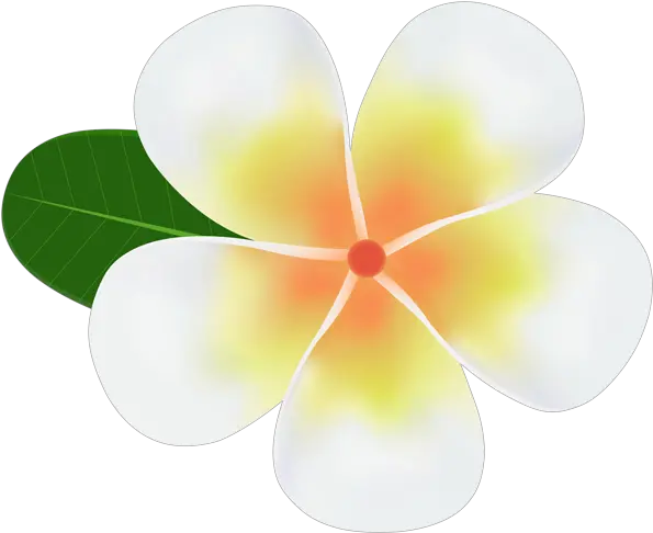 Plumeria Png Clipart In 2020 Frangipani Plumeria Png