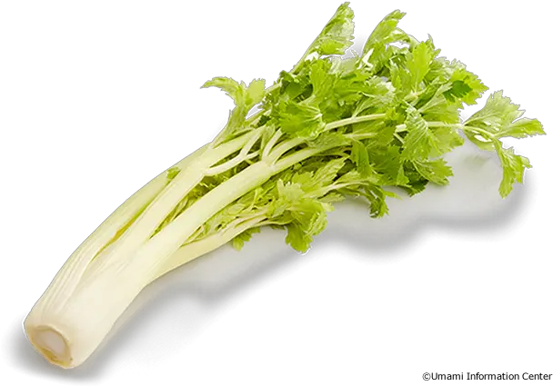 Hd Celery Transparent Png Image Celery Celery Png