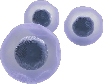 Download Stemcells Soft Png Cells Png