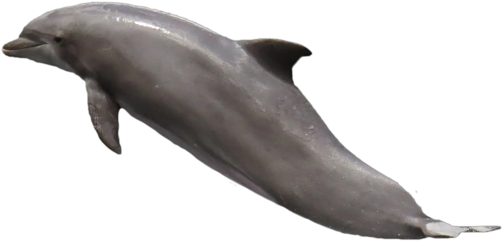 Dolphin Png Transparent Images Free Download Clip Art Dolphin Transparent Background Png Dolphin Clipart Png