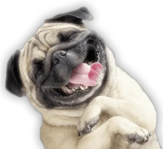 Funny Funny Dog Png Pet Png