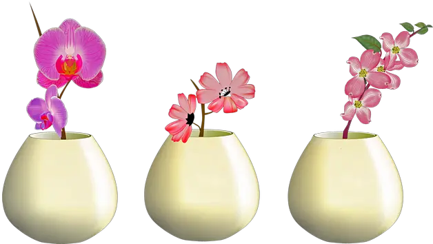 Free Photo Plant Flowers In Vase Nature Pink Orchid Png Icon