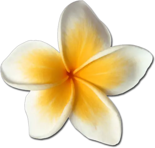 Plumeria Hawaiianflowers Hawaiianstyle Hawaiianlife Png Frangipani Plumeria Flower Png