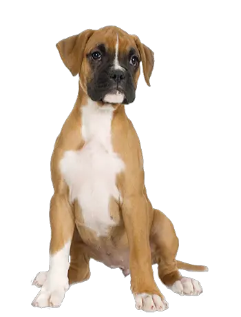 Dog Png Transparent Background