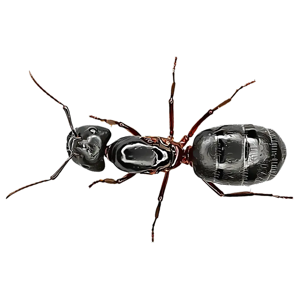 Download Carpenter Ants Fourmi Noire Full Size Png Image Fourmi Noir Ants Png