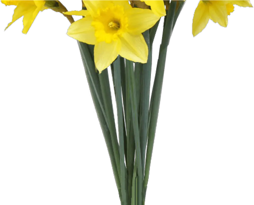 Download Hd Spring Daffodils Transparent Background Flower Transparent Background Daffodil Transparent Png Spring Flowers Png