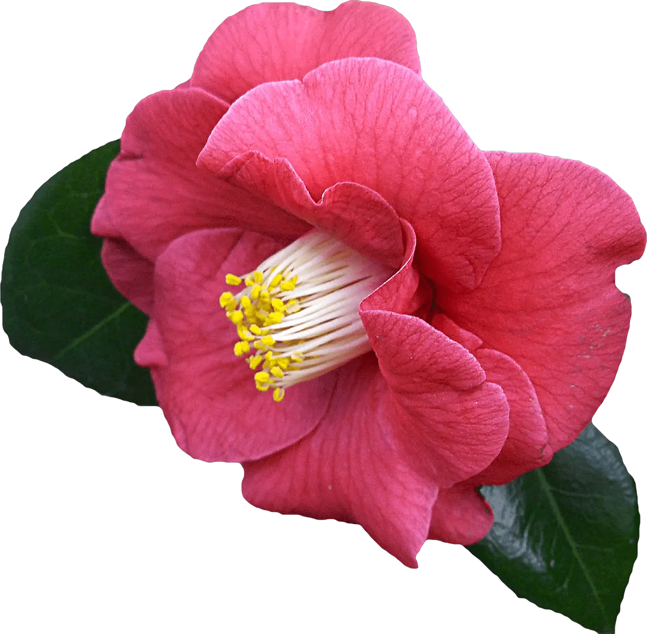 Free Photo Flower Graphics Png Clipping Max Pixel Transparent Camellia Flower Png Pixel Flower Png