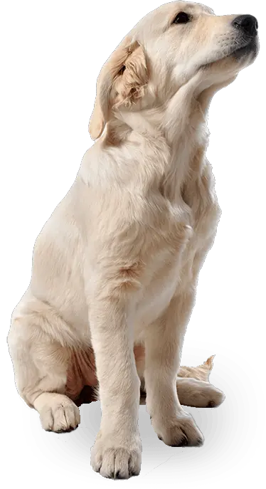 Dog Clip Art Png