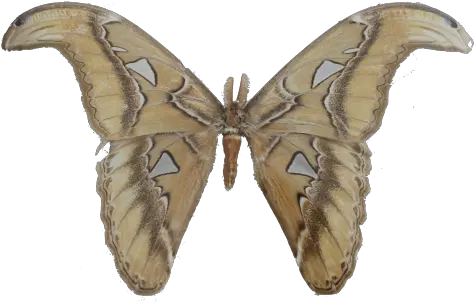 Peninjau Borneo Swallowtail Butterfly Png Cinema Xxi Palembang Icon