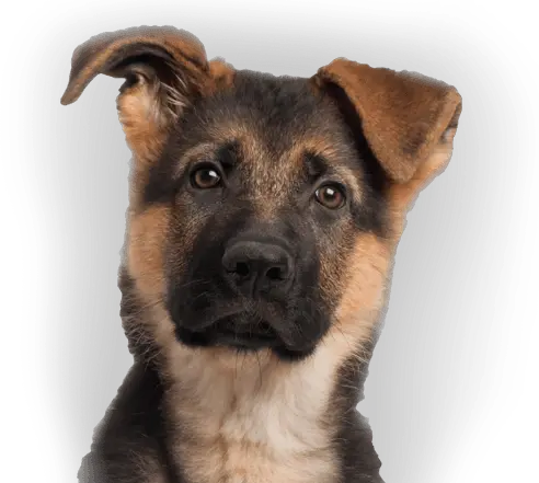 Dog Png Image